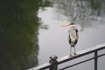 Grey Heron sitting on the Railing of a Canal in the City of Berlin