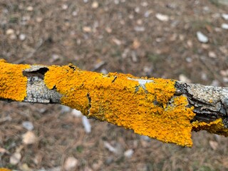 Spring mossy tree branch view. Branch moss view. Mossy branch macro view (Xanthoria parietina) is a foliose or leafy lichen. Intensive color of structures on twigs of a tree
