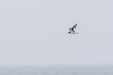 Eurasian Oystercatcher in flight at beach
