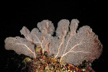A picture of the coral reef
