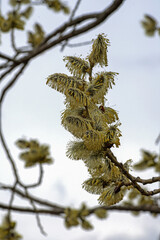 Blooming catkins of a deciduous tree close-up