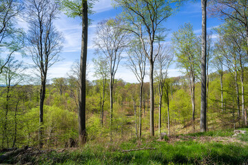 Panoramic view for the beech forest in spring time.