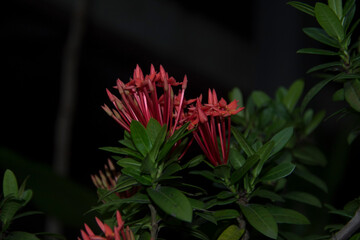 Red Ixora