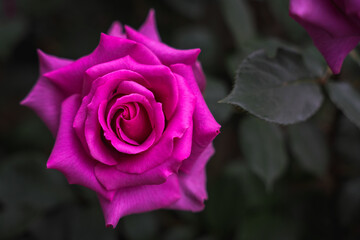 A closeup shot of a purple pink rose in Shibaura Central Park, Minato, Tokyo.