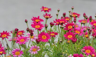 Fototapeta premium Beautiful flowers in a garden of Brittany. France