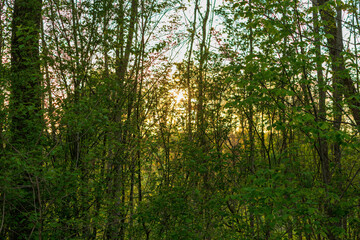 Fototapeta premium Sonnenuntergang mit Sträucher und Bäume
