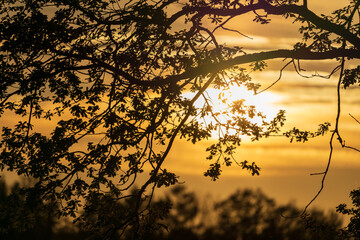 Sonnenuntergang mit Sträucher und Bäume