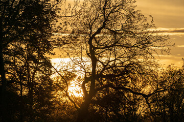 Sonnenuntergang mit Sträucher und Bäume