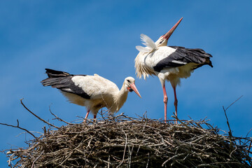 Couple of white storks (ciconia ciconia) in their nest during spring