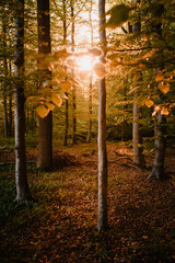 Colorful summer forest with warm sunset light coming into the forest with tree silhouettes and...