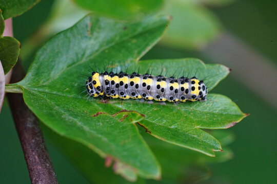 Closeup of the colorful caterpillar of the figure of eight moth,  Diloba caeruleocephala on a leaf of Common hawthorn , Crataegus monogyna