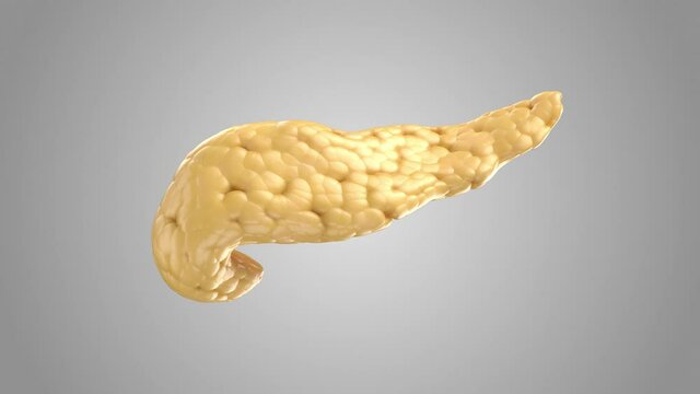 Anatomically accurate illustration of human pancreas isolated on white. 3d rendering