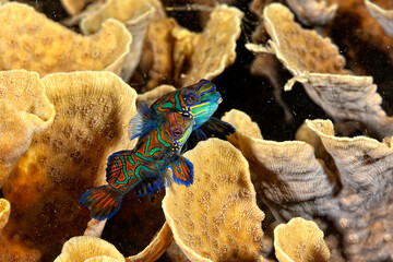 A beautiful picture of a mandarin fish