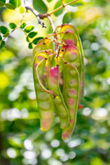 Caesalpinia spinosa pertenece a la familia Fabaceae