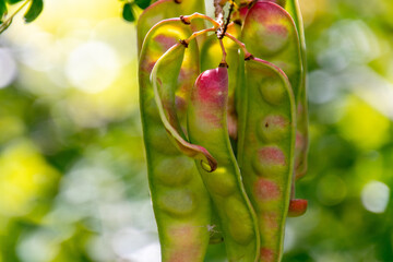 Caesalpinia spinosa pertenece a la familia Fabaceae