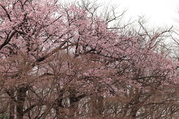 東京小金井野川桜１２