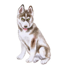 Naklejka na ściany i meble Husky puppy watercolor closeup portrait isolated on white background. Alaskan Malamute funny dog showing tongue. Hand drawn sweet home pet. Popular large sled-type breed dog clip art sublimation