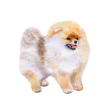 Pomeranian dog watercolor closeup pet portrait isolated on white background. Funny dog showing tongue. Hand drawn sweet home pet. Popular toy breed dog smiling. Greeting card design. Clipart drawing