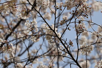 東京小金井野川桜１０