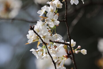 東京小金井野川桜９