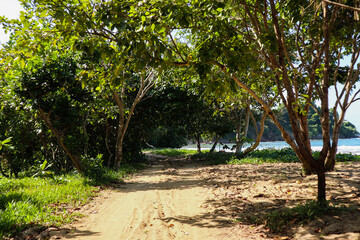 big trees cover the beach