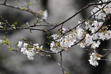 東京小金井野川桜７