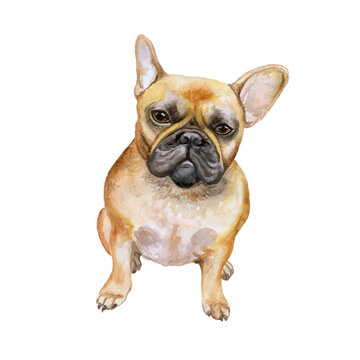 French bulldog dog watercolor closeup pet portrait isolated on white background. Shorthair Frenchie dog. Black masked. Hand drawn sweet home pet. Popular small breed dog. Greeting card. Clipart.