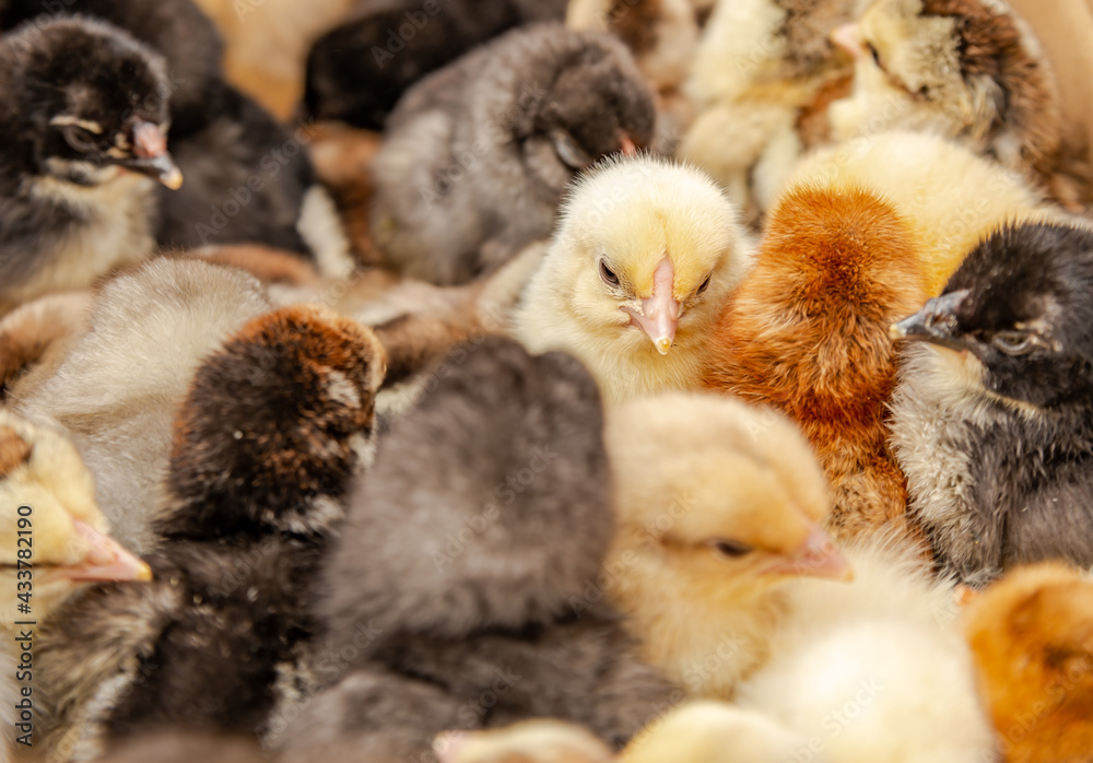 Poster lots of little chicks in a box at the agricultural farm