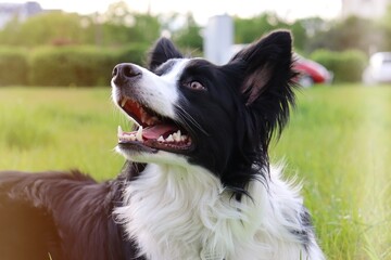 Border Collie