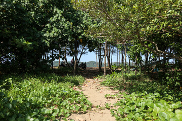 Tropical rainforest behind the ocean