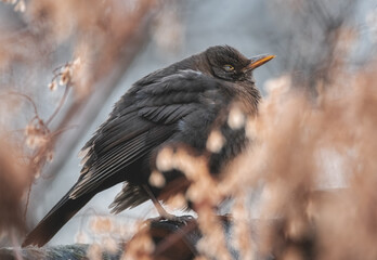 Schlafende, aufgeplusterte Amsel
