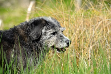 Alter Mischlingshund im Gras