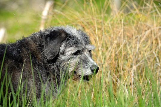 Alter Mischlingshund im Gras