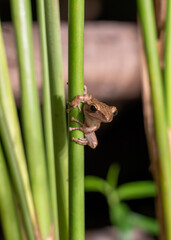 Obraz premium Frog on plant