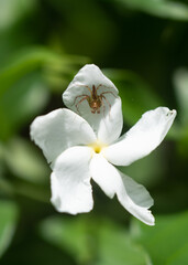 Spider on flower