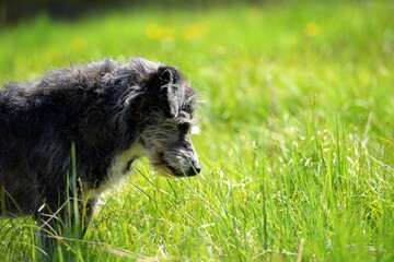 Alter Mischlingshund im Gras