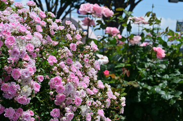 Fototapeta premium The roses are in full bloom.