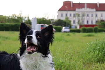 Border Collie