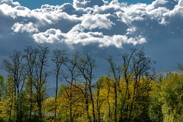 Dramatischer Wolkenhimmel &uuml;ber einem Waldst&uuml;ck