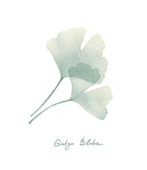 Ginkgo or Gingko Biloba leaves. Nature botanical illustration, herbal medicine graphic in green isolated over white.