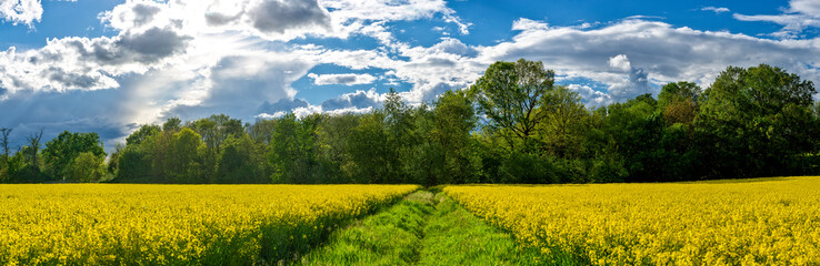 Dramatischer Wolkenhimmel mit blühendem Rapsfeld