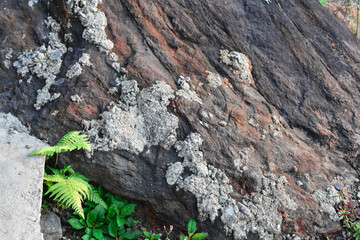 Green fern plants growing on a rocks and stones