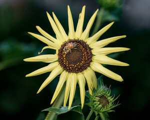 Bee on a sunflower