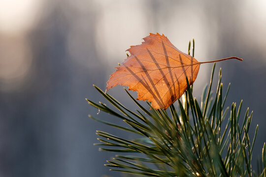 Fallen Autumn Tree Leaf Stuck On A Pine Branch In Needles