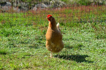 Hühnerhaltung im Freien
