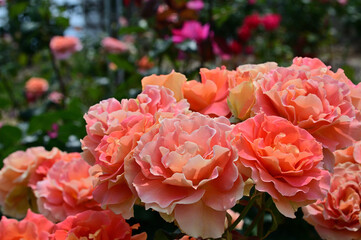 The roses are in full bloom.