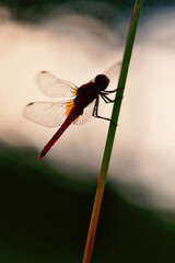 sympetrum sanguineum at dusk on a grass