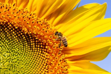 Tafelkleed Honingbij zit op een zonnebloem. © BeeApiaries