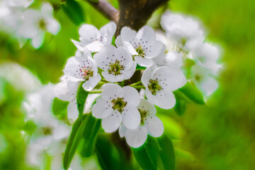 pear blossoms, spring 
