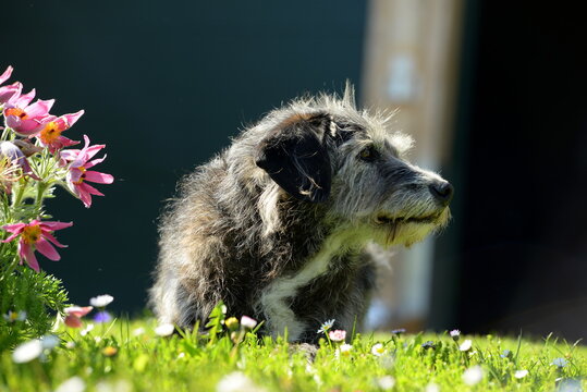 Alter Mischlingshund im Gras